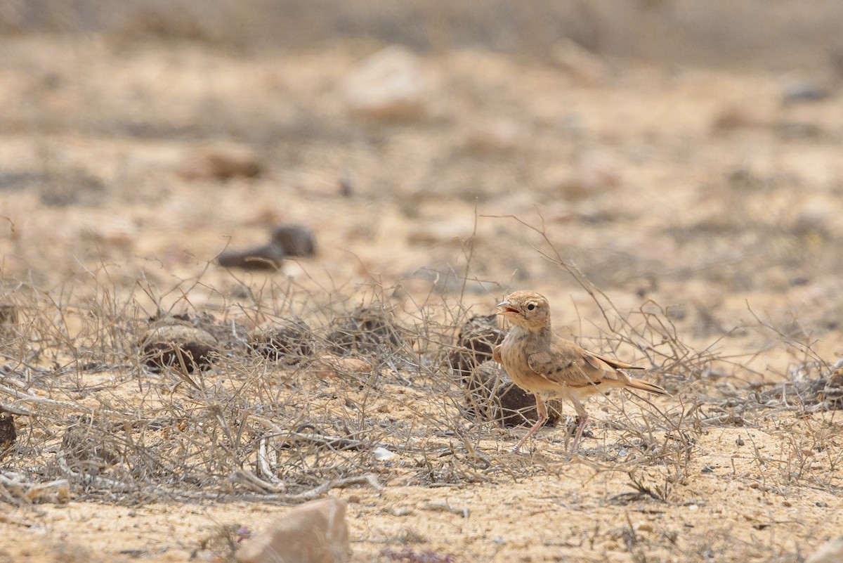 クロオビスナヒバリ - ML645987140