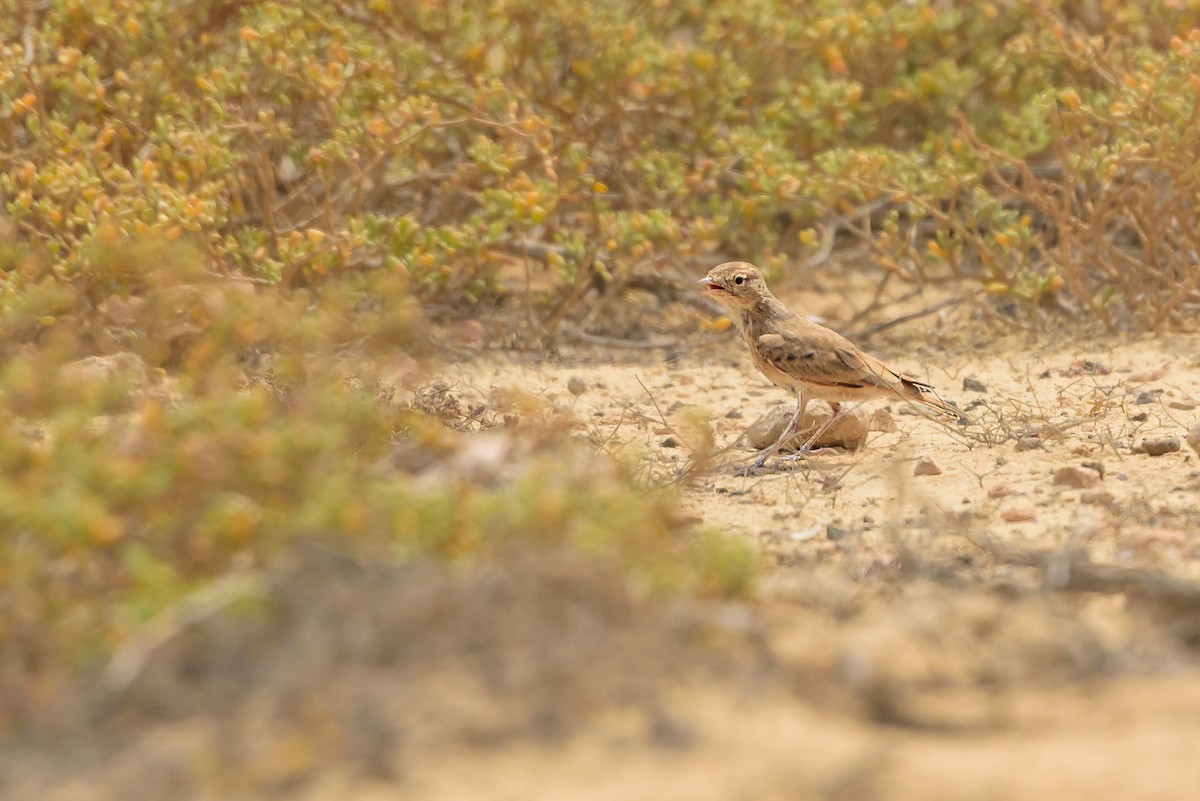 クロオビスナヒバリ - ML645987142