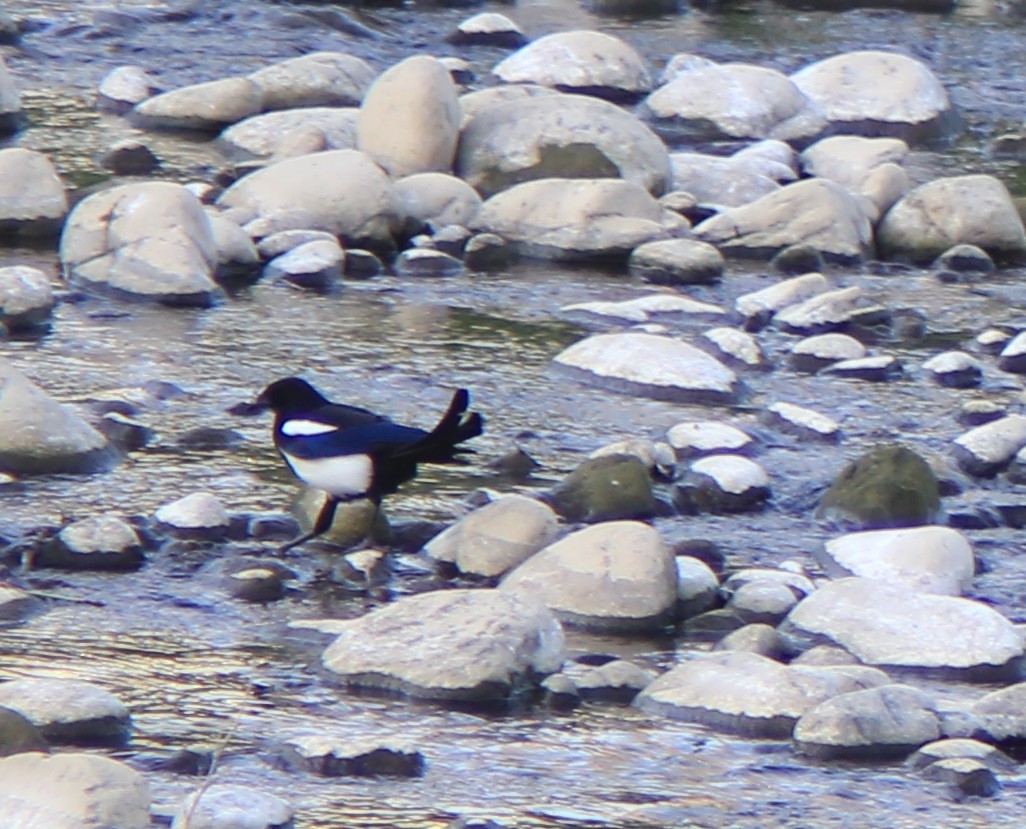 カササギ - ML645987143