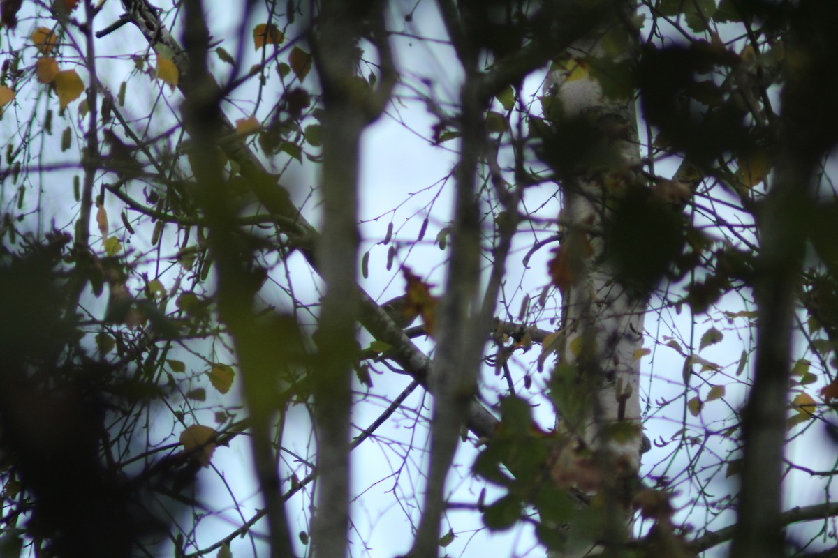 バフマユムシクイ - ML645987144