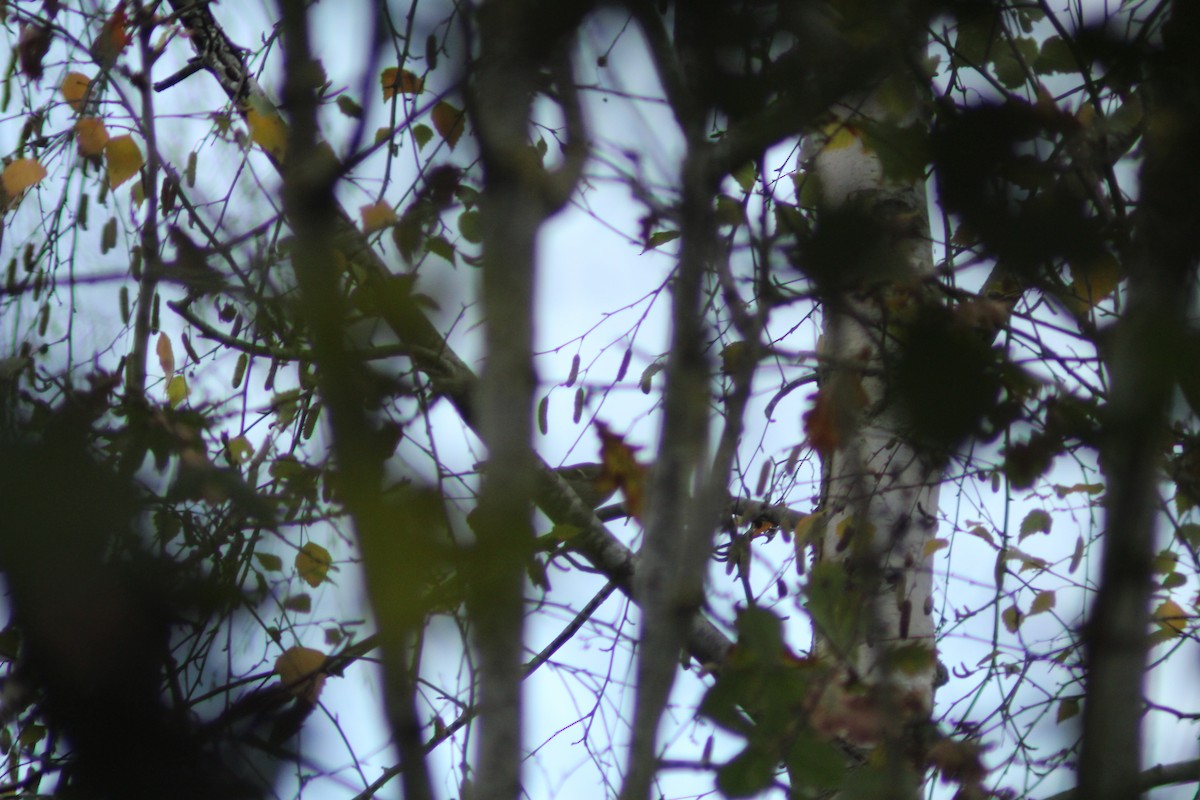 バフマユムシクイ - ML645987145