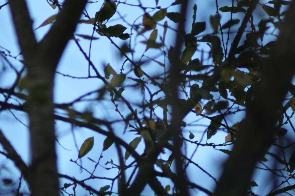 バフマユムシクイ - ML645987146