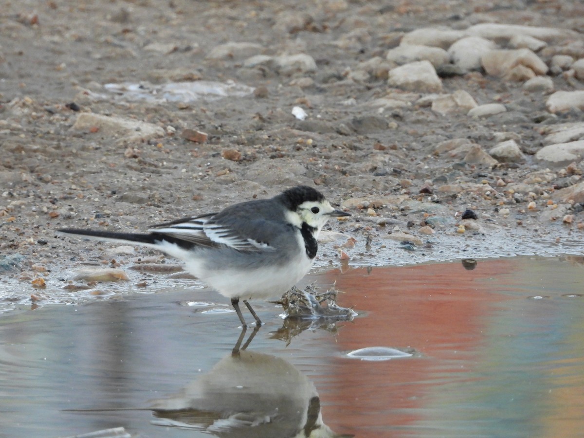 ハクセキレイ（亜種 yarrellii) - ML645987147