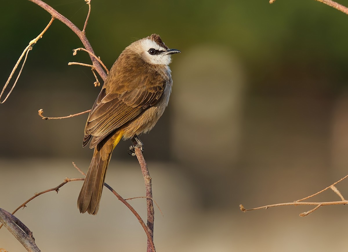 メグロヒヨドリ - ML645987148