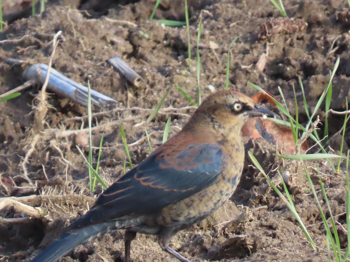 クロムクドリモドキ - ML645987149