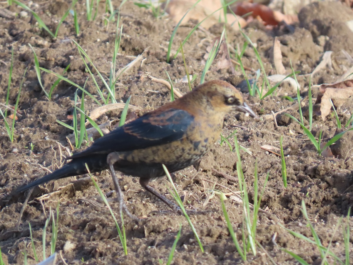 クロムクドリモドキ - ML645987150