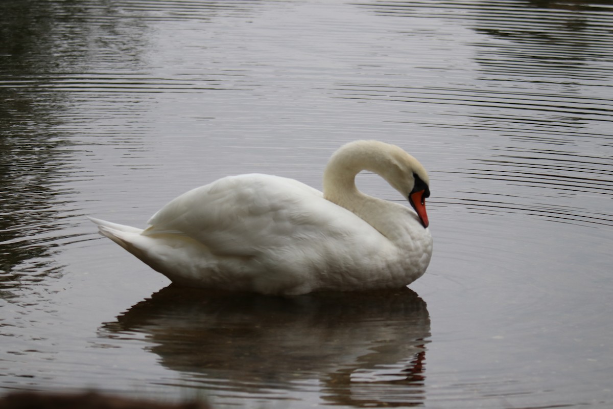 コブハクチョウ - ML645987151