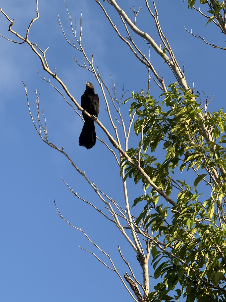 オオハシカッコウ - ML645987152