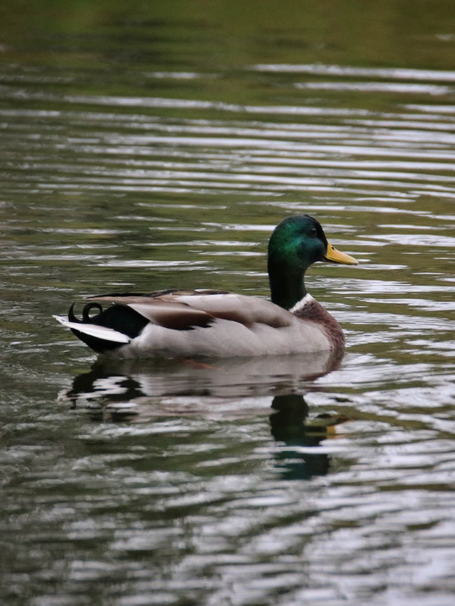 マガモ - ML645987153