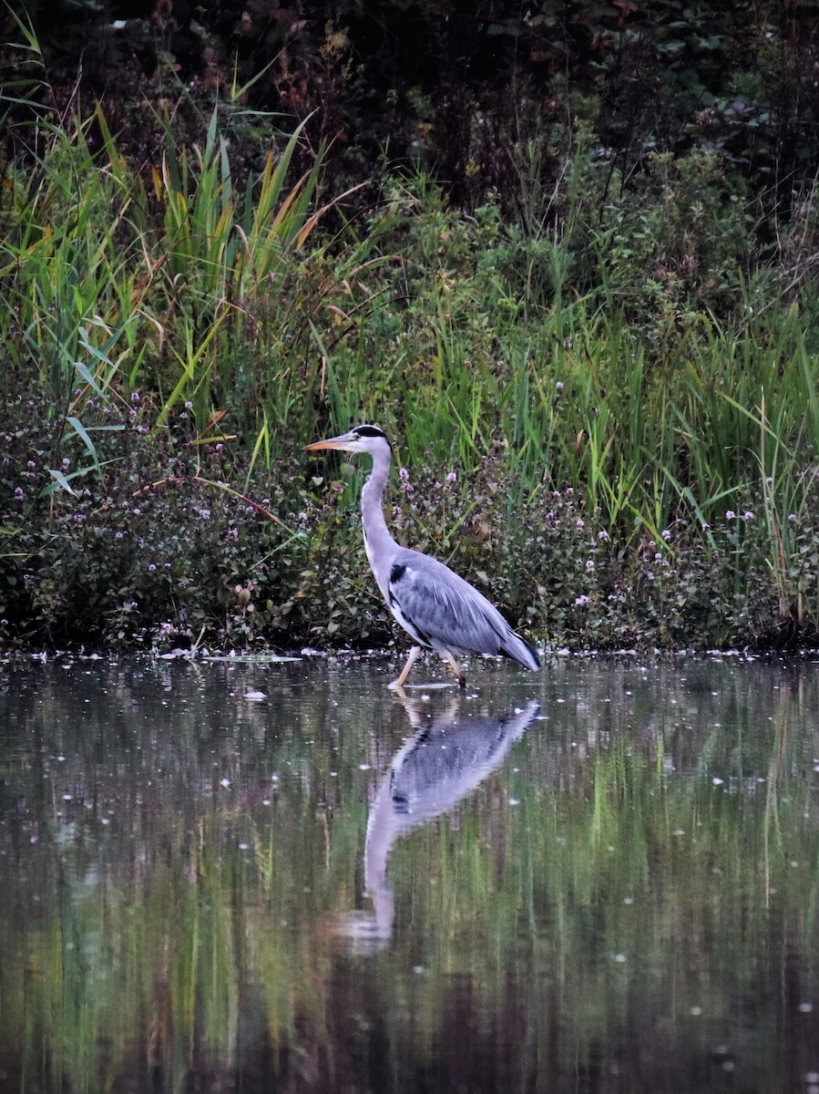 アオサギ - ML645987154