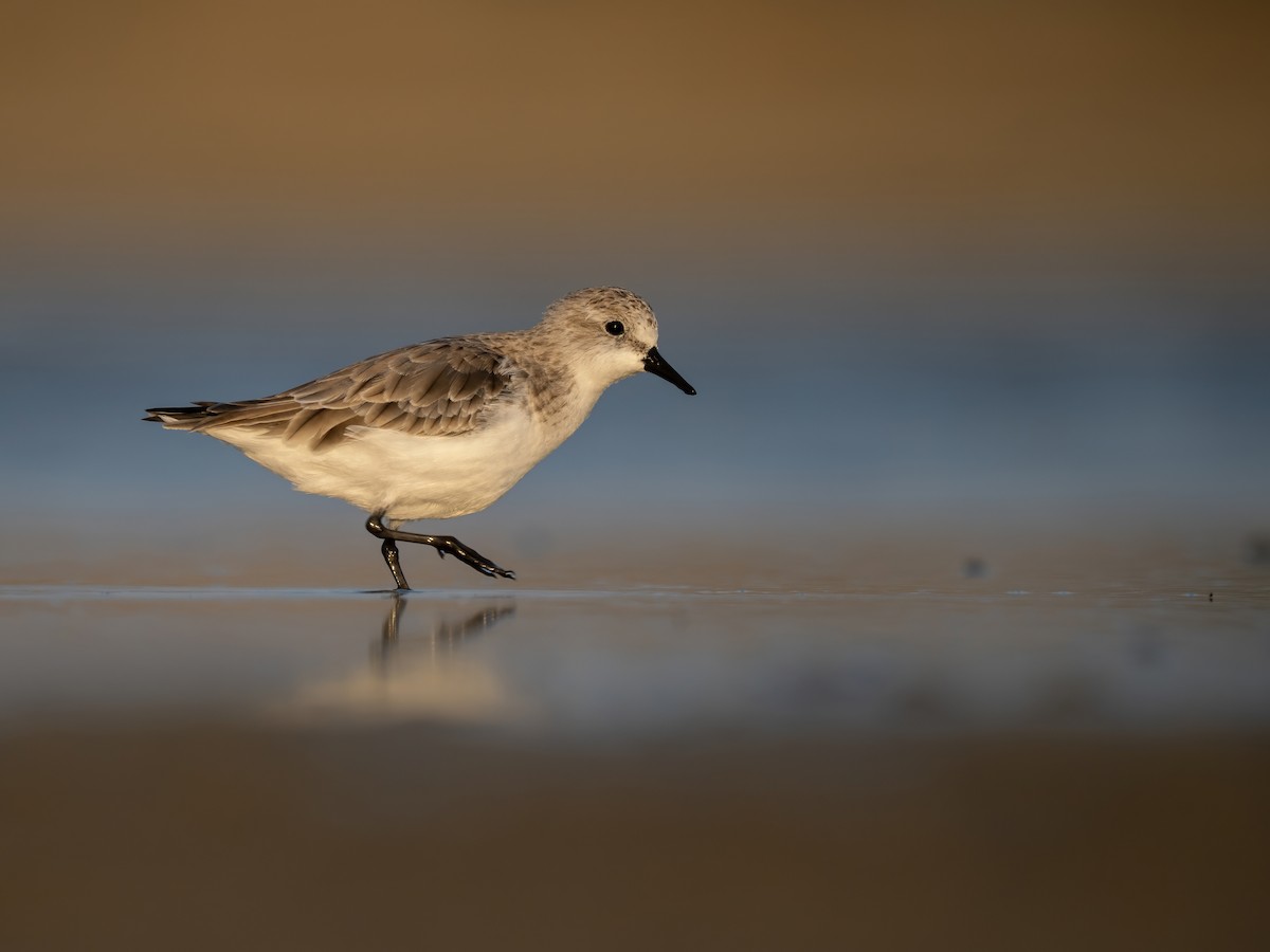 トウネン - ML645987157