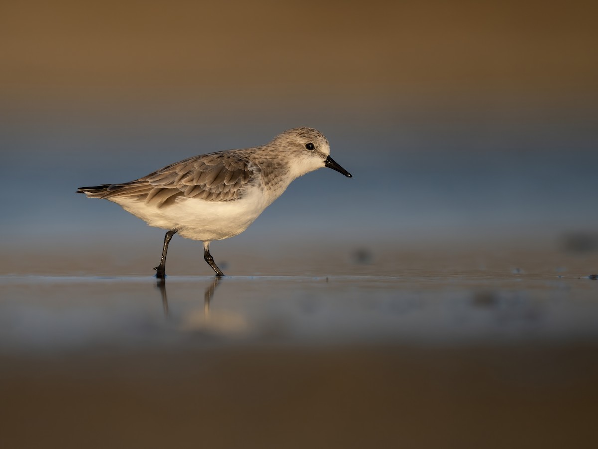 トウネン - ML645987158