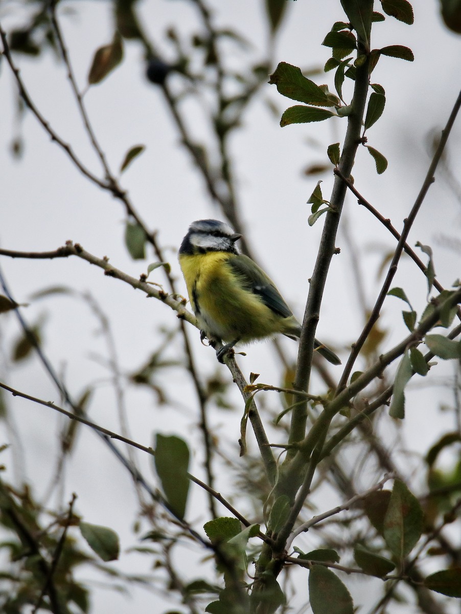 アオガラ - ML645987159