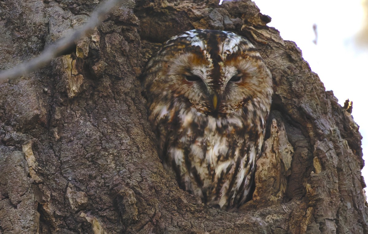 モリフクロウ - ML645987160