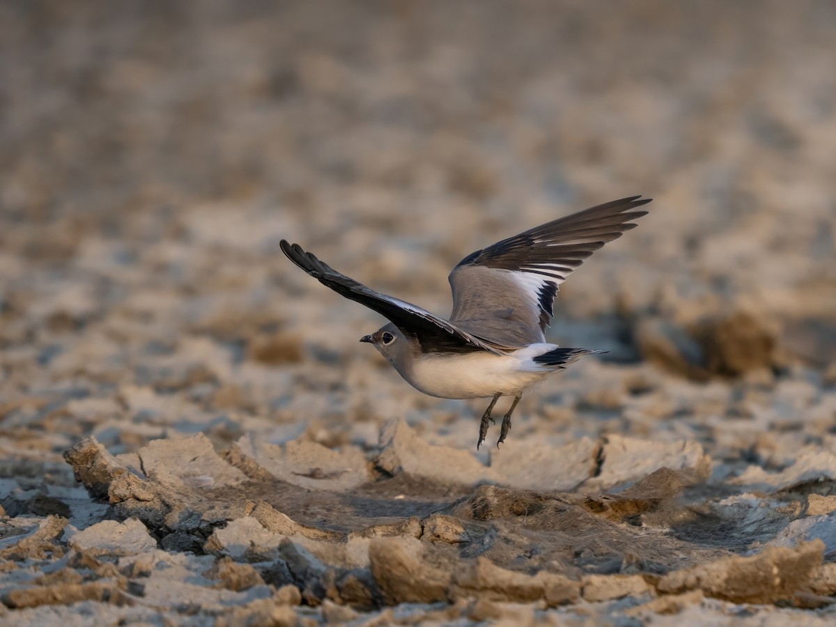 ヒメツバメチドリ - ML645987161