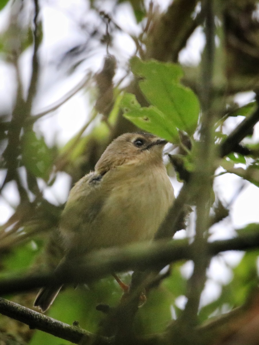 キクイタダキ - ML645987162