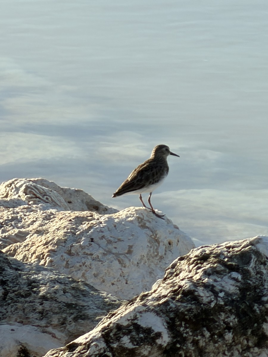 Gambecchio americano - ML645987164