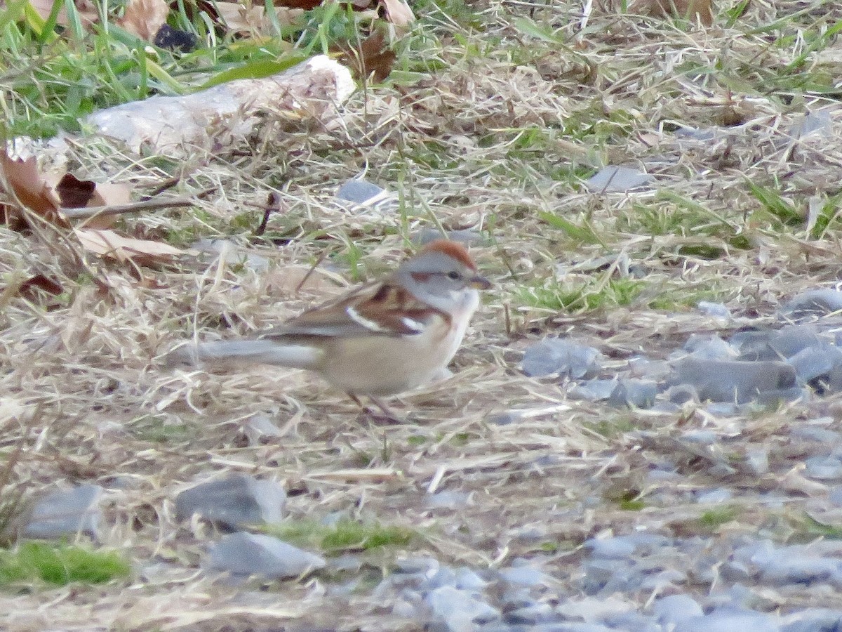 American Tree Sparrow - ML645987165