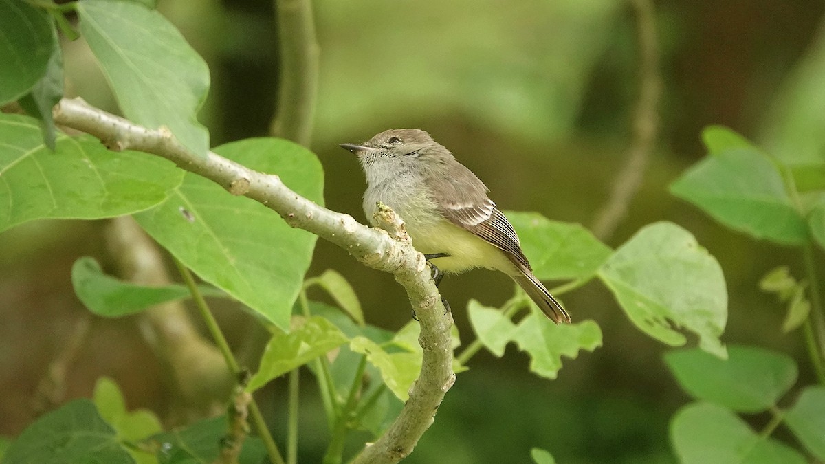 Галапагосский миарх - ML645987167