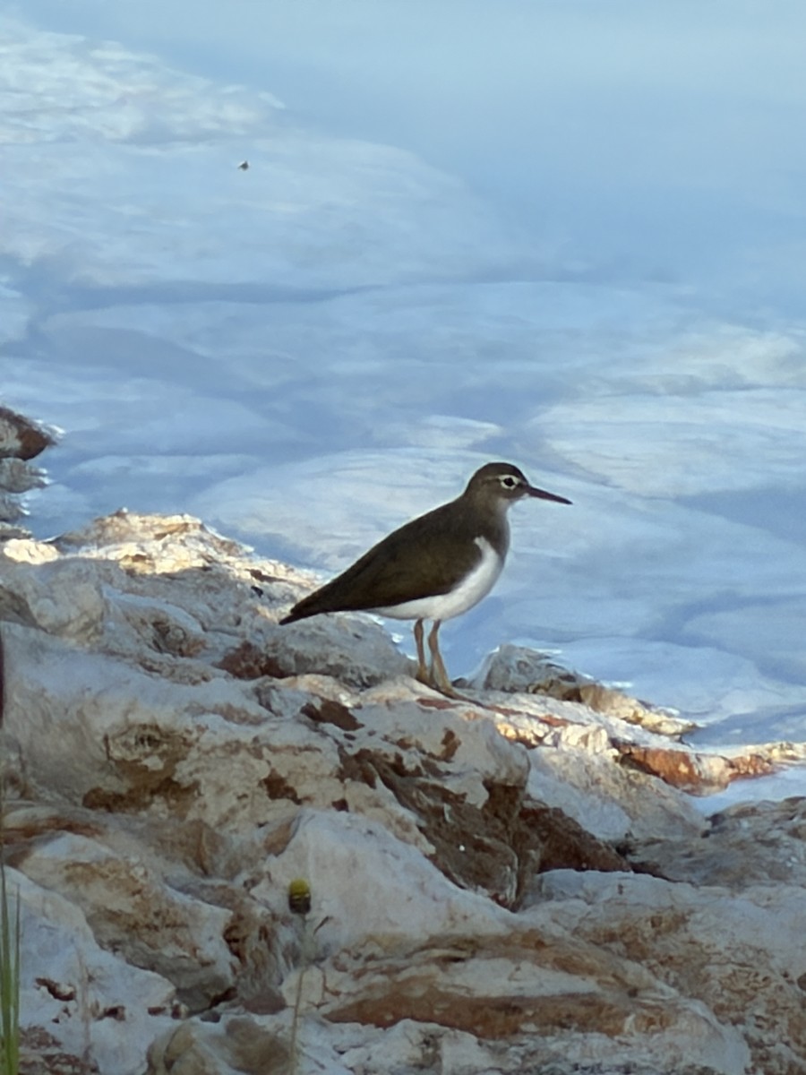 Piro piro macchiato - ML645987168