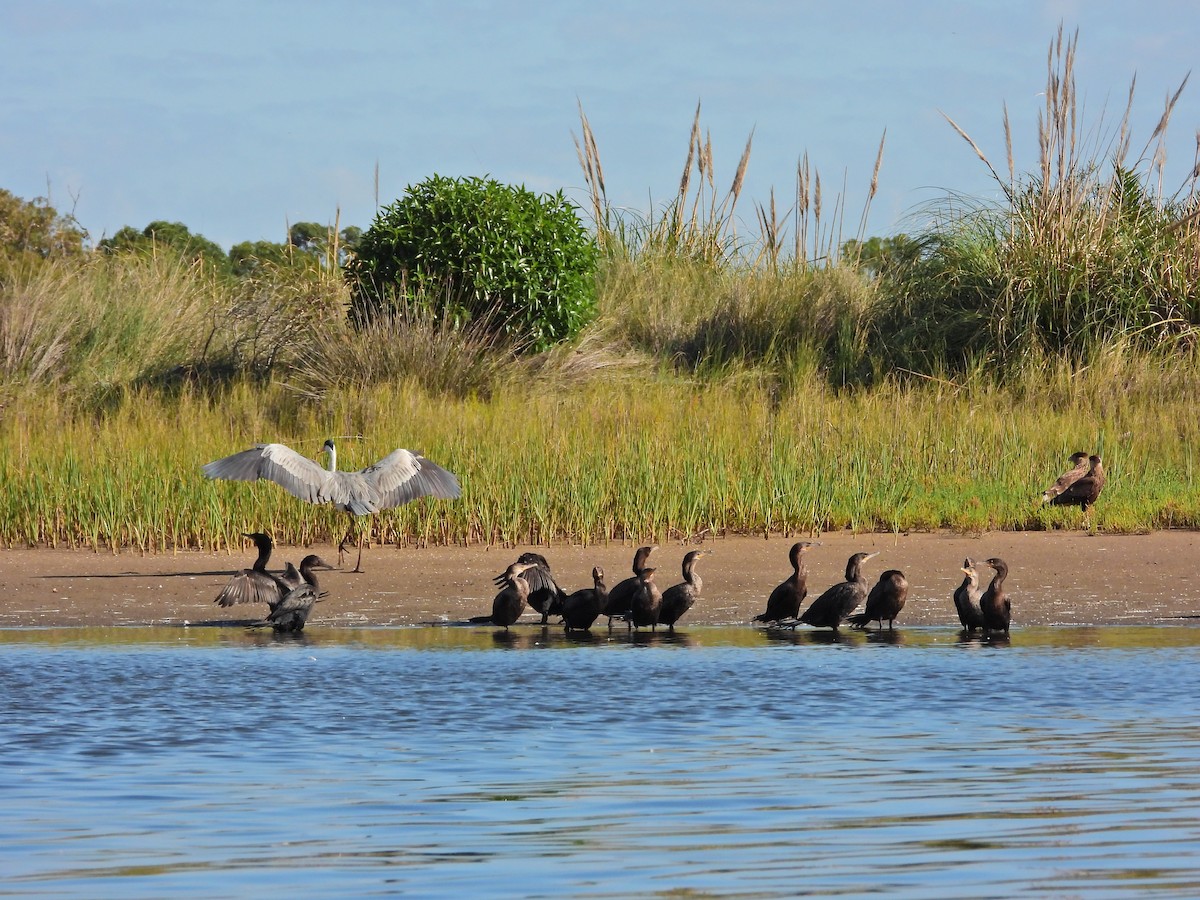 kormorán neotropický - ML645987169