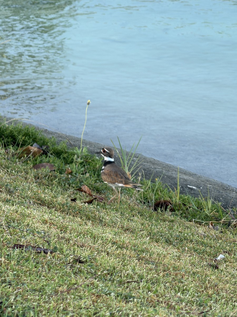 Killdeer - ML645987173