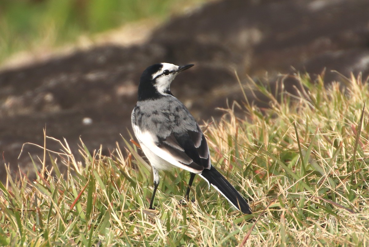 linerle - ML645987180