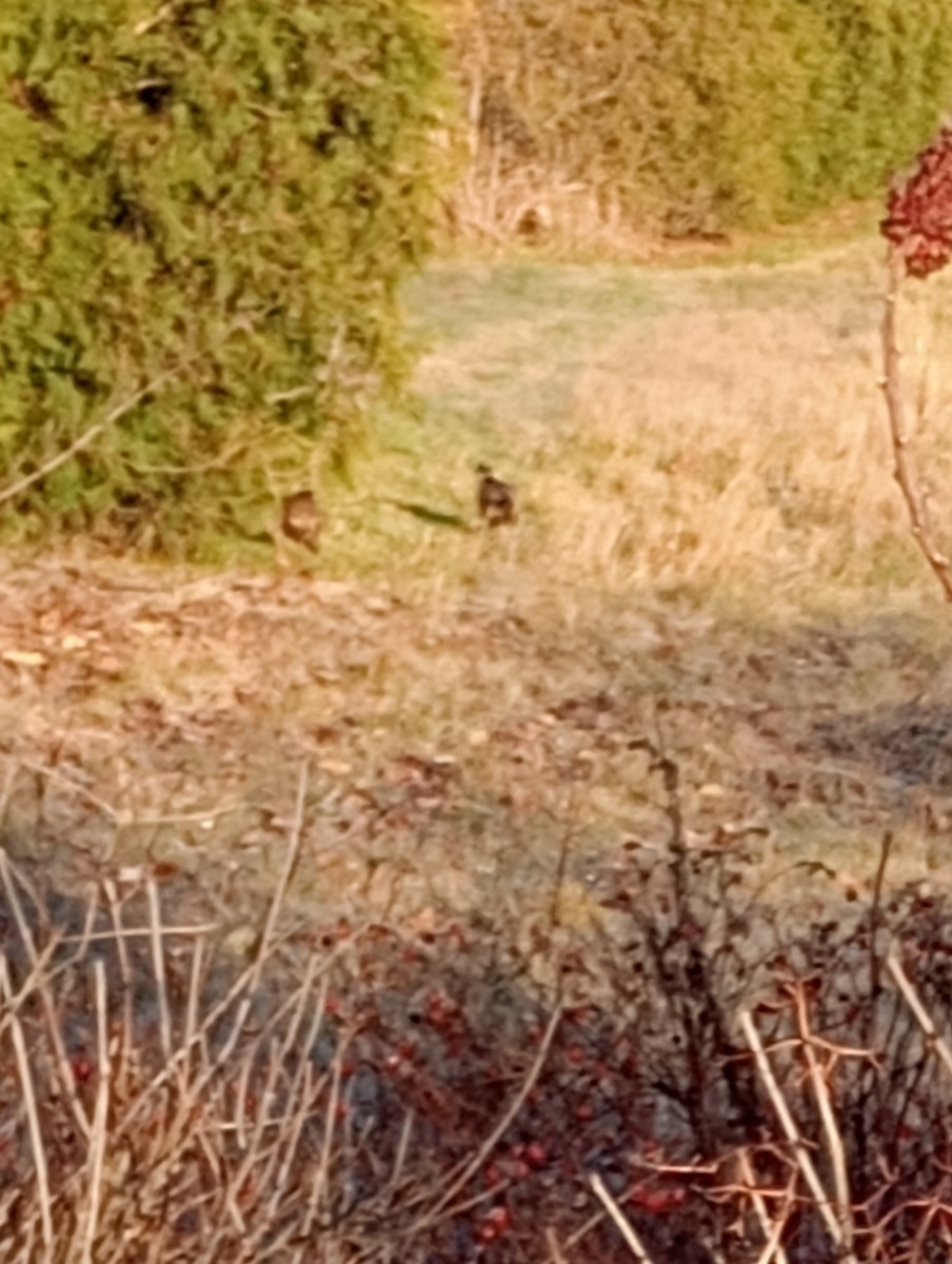 Faisai arrunta - ML645987183