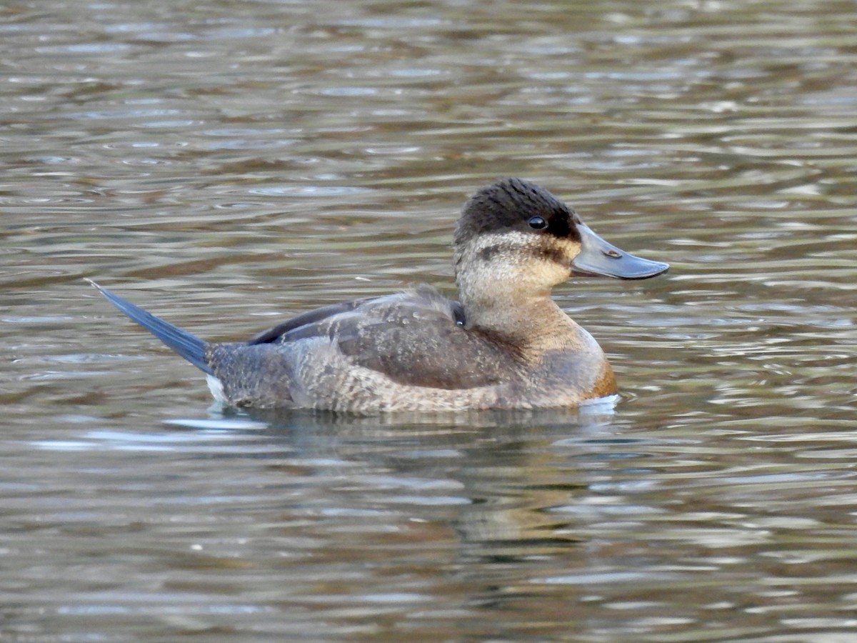 Schwarzkopf-Ruderente - ML645987189