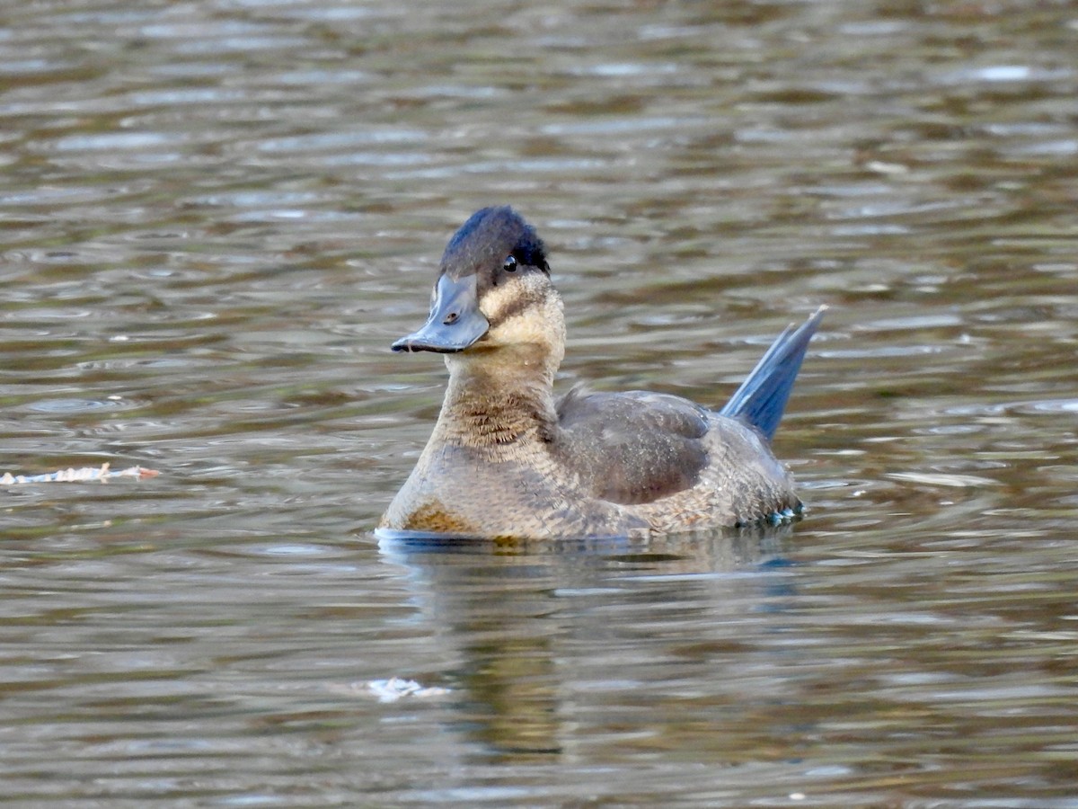 Schwarzkopf-Ruderente - ML645987190