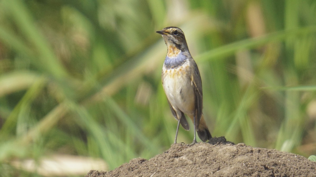 Pettazzurro - ML645987196