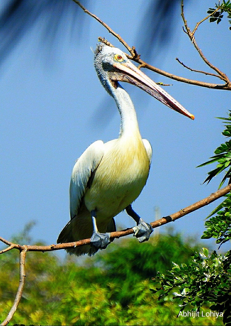 Hint Pelikanı - ML645987198