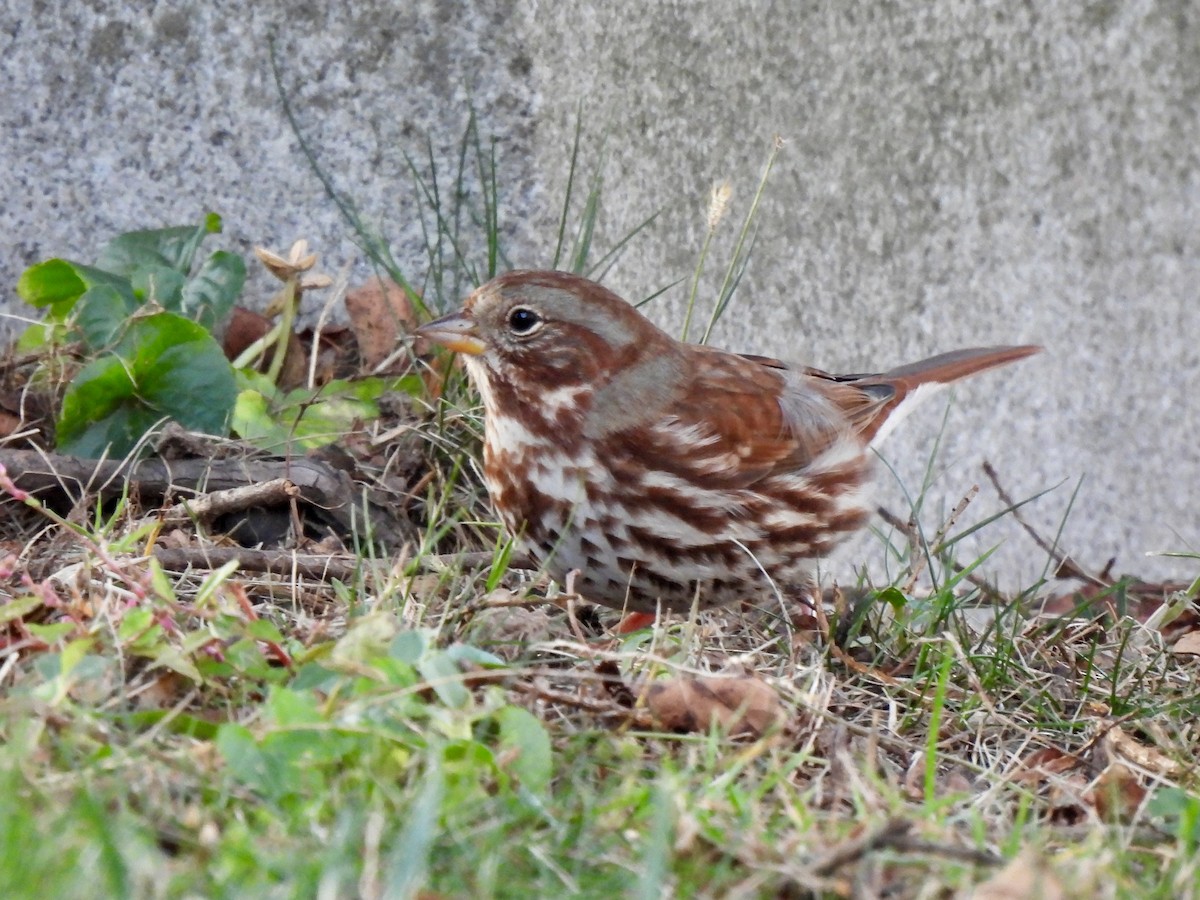 Fox Sparrow - ML645987202