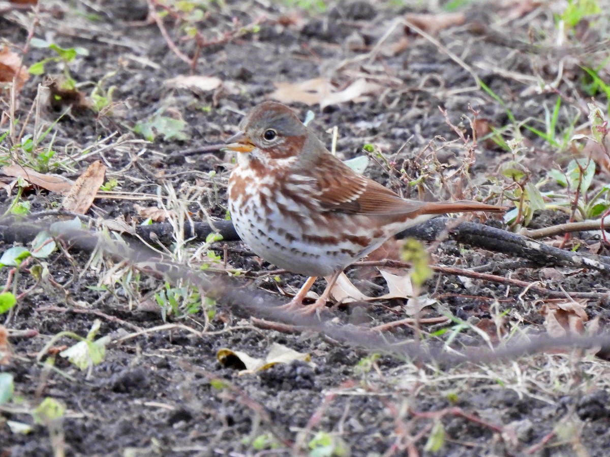 Fox Sparrow - ML645987203