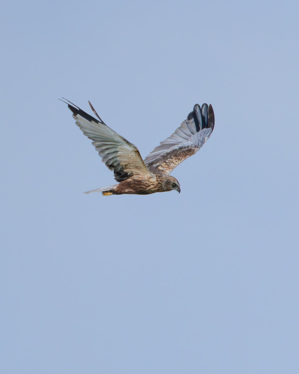 Western Marsh Harrier - ML645987207