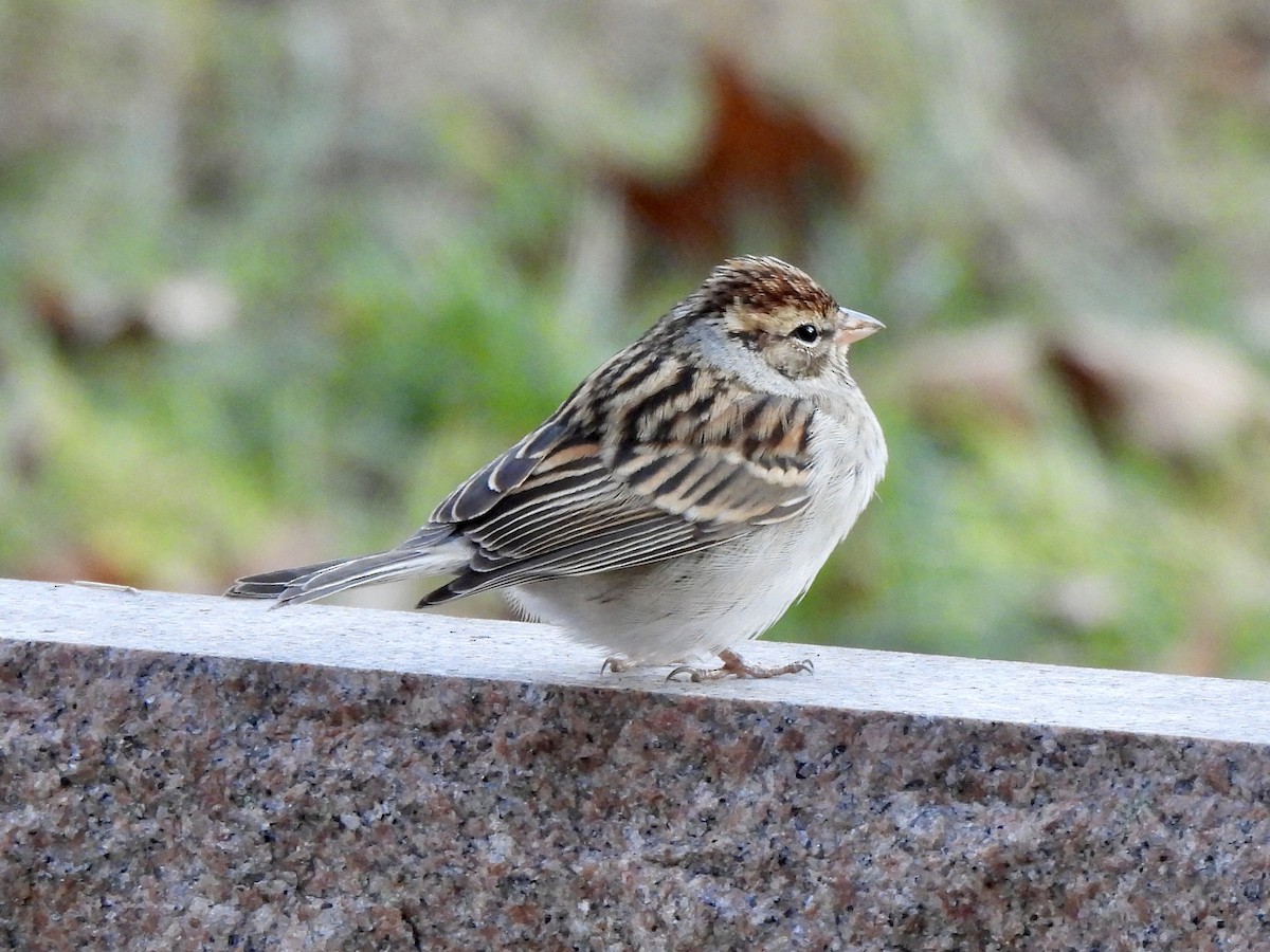 チャガシラヒメドリ - ML645987209