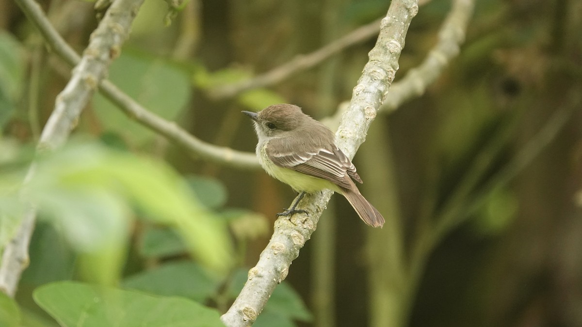 Галапагосский миарх - ML645987210