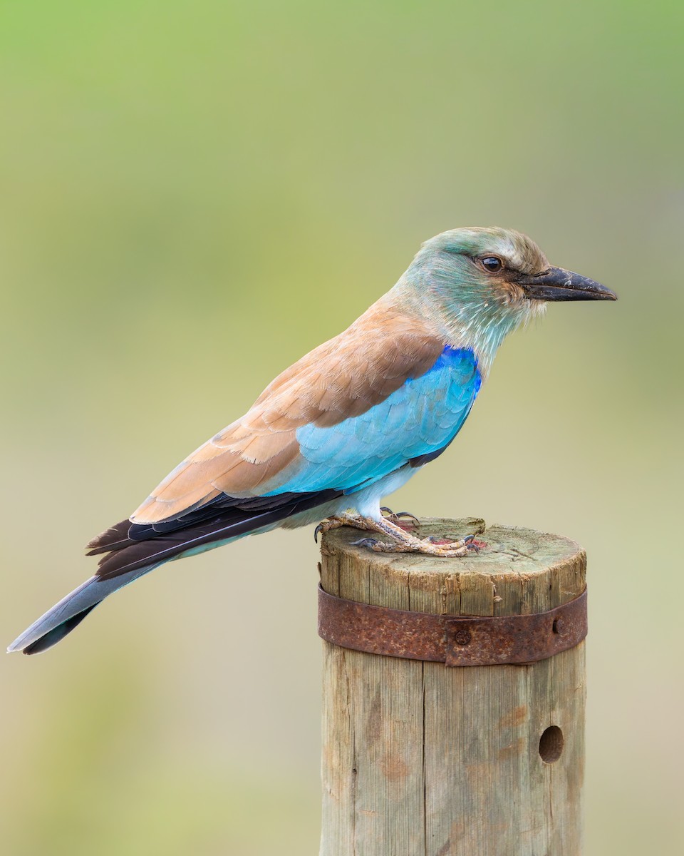European Roller - ML645987211