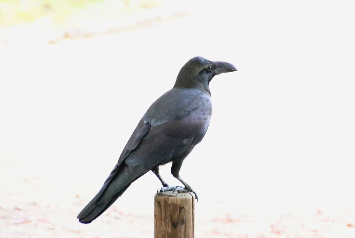 tykknebbkråke - ML645987212