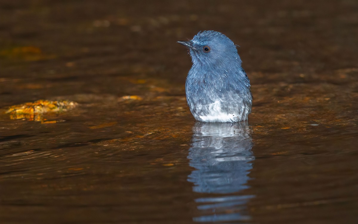 シロハラコンヒタキ - ML645987213