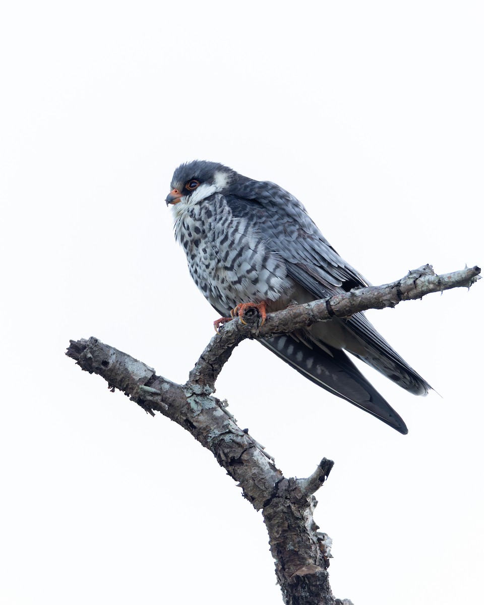 Amur Falcon - ML645987214