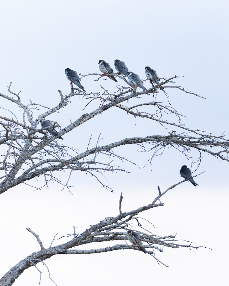 Amur Falcon - ML645987217