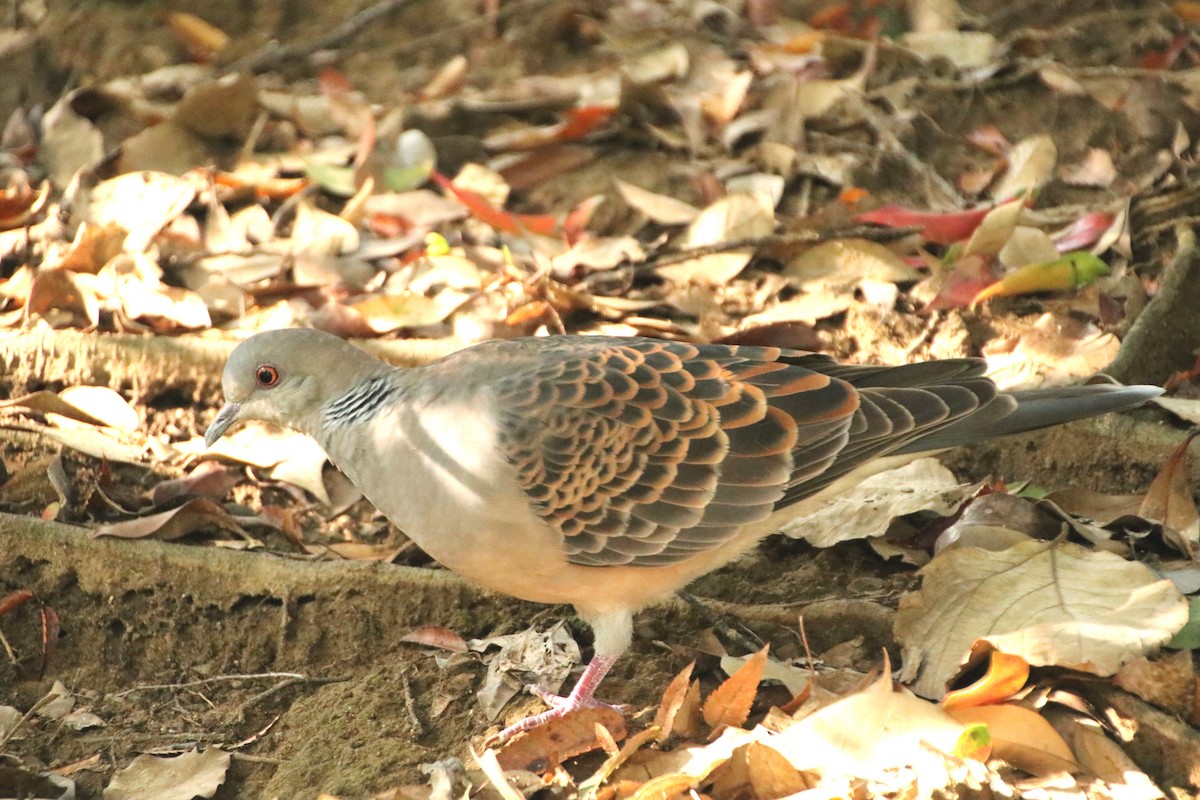 mongolturteldue - ML645987218