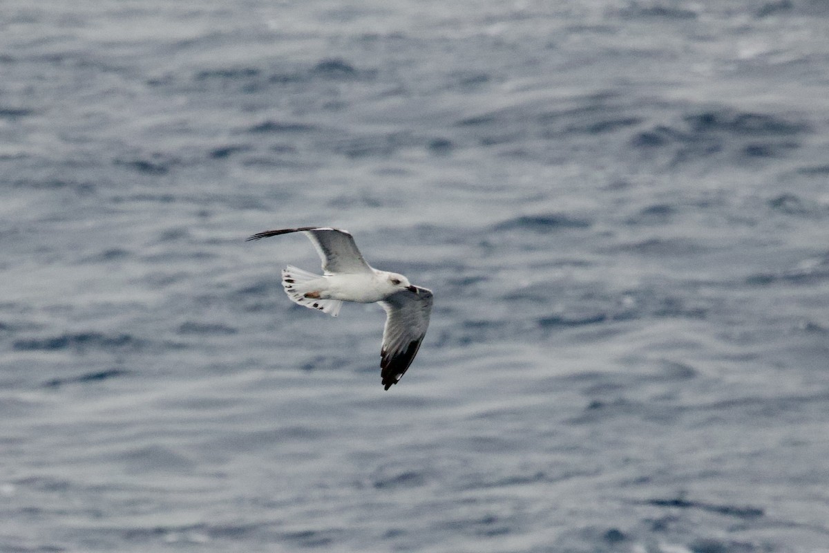 чайка sp. - ML645987219