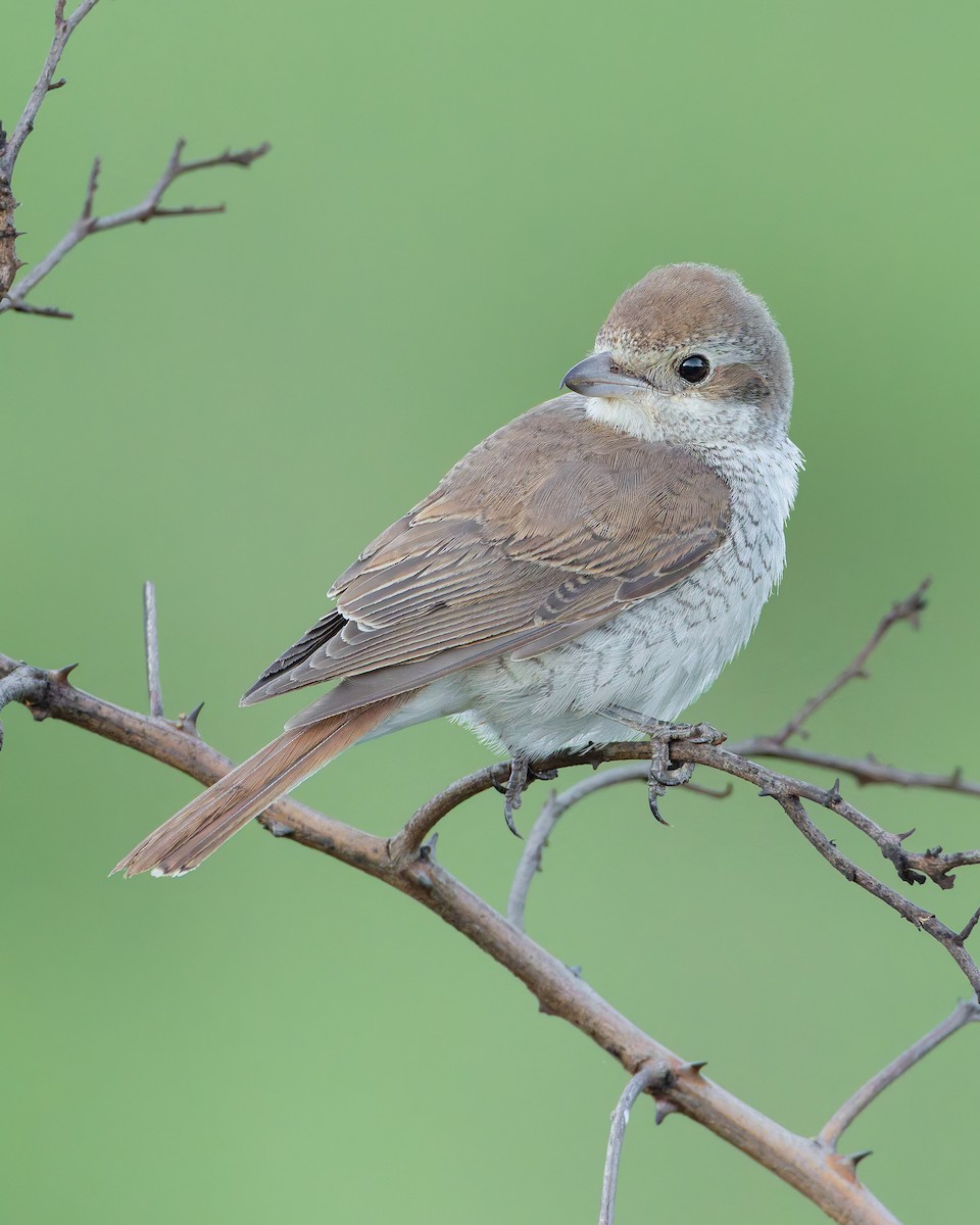 Red-backed Shrike - ML645987220