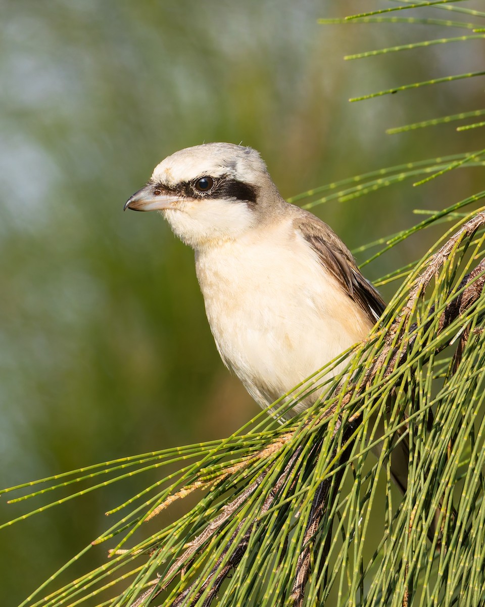 Pie-grièche à poitrine rose - ML645987221