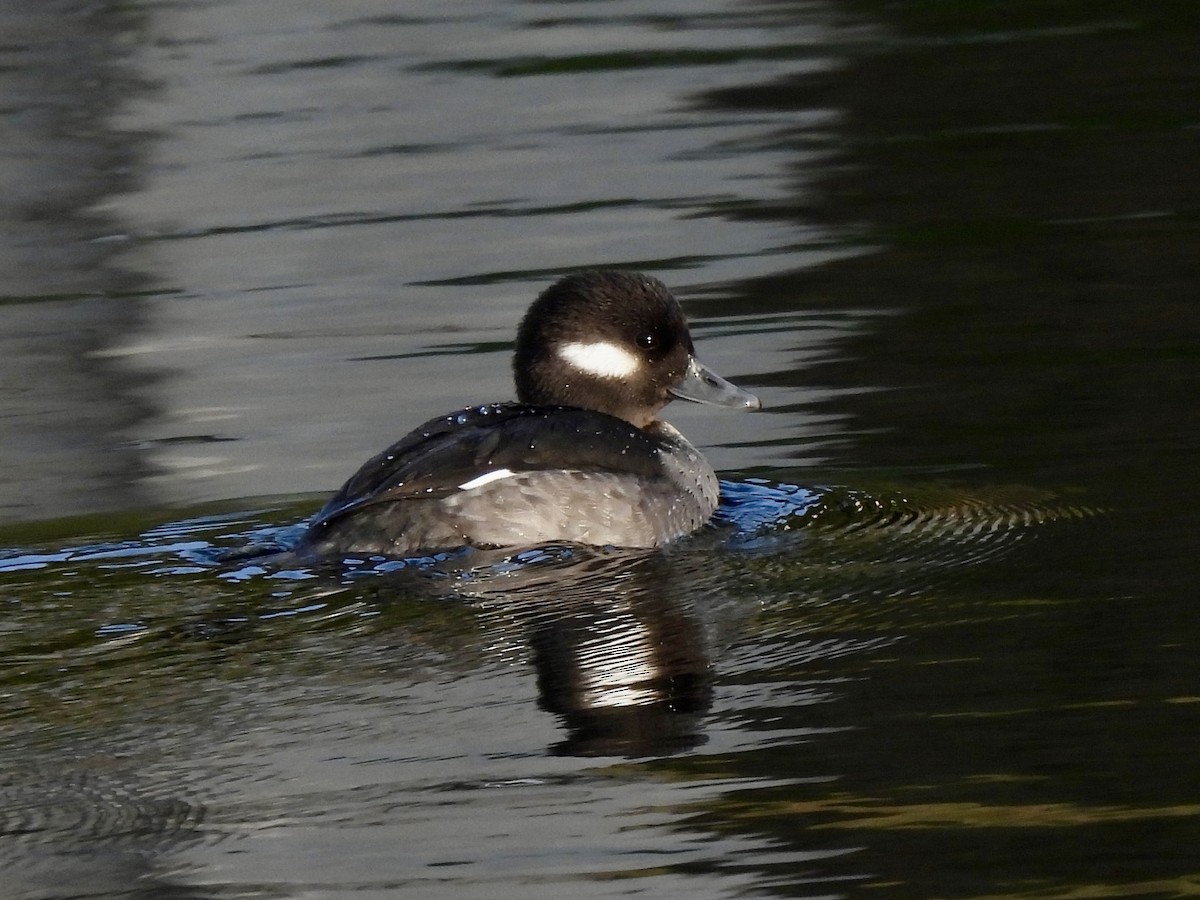 ヒメハジロ - ML645987223