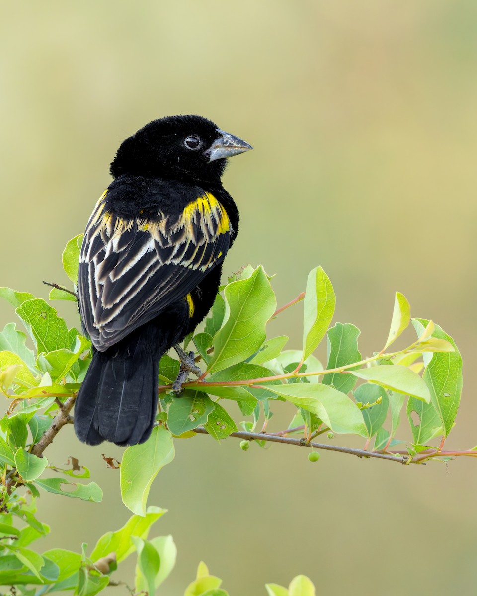 Yellow Bishop - ML645987224