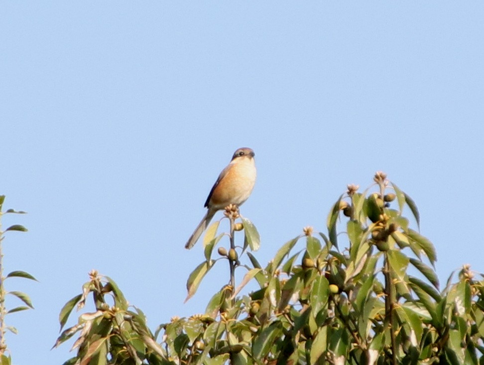 oksevarsler - ML645987249