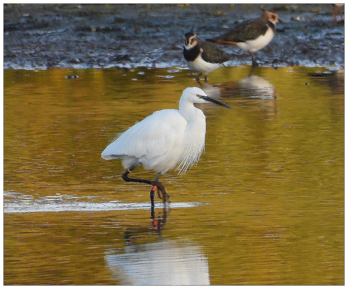 小白鷺 - ML645987250